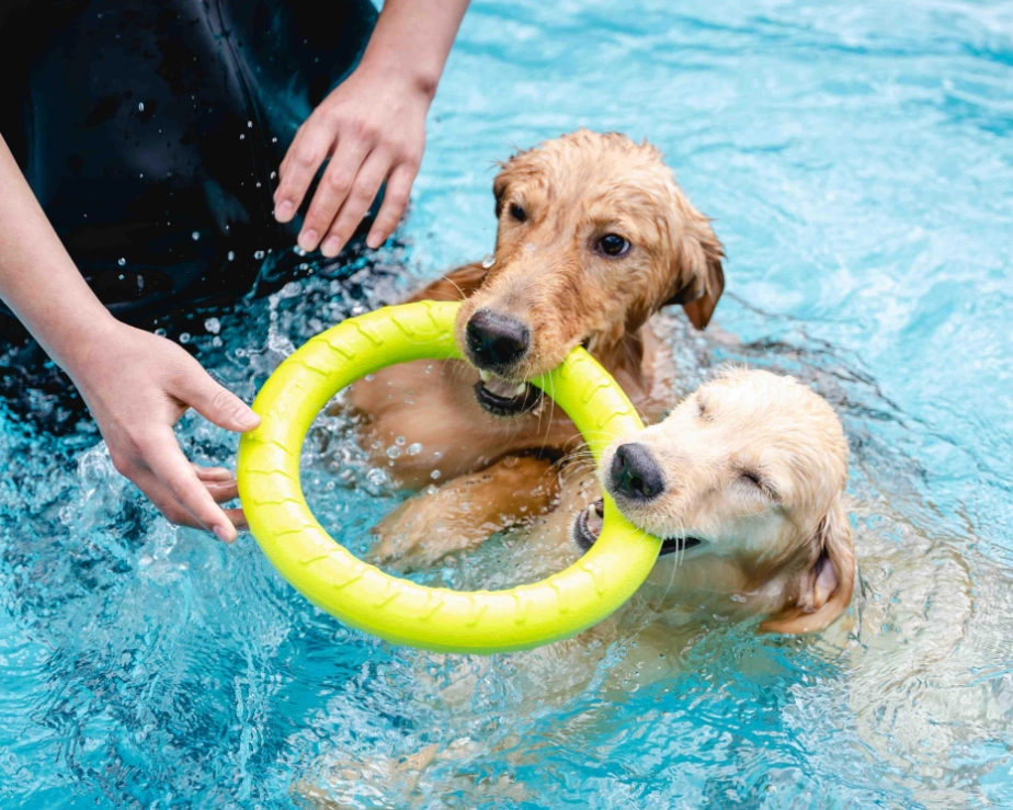 Dog Swim Sessions